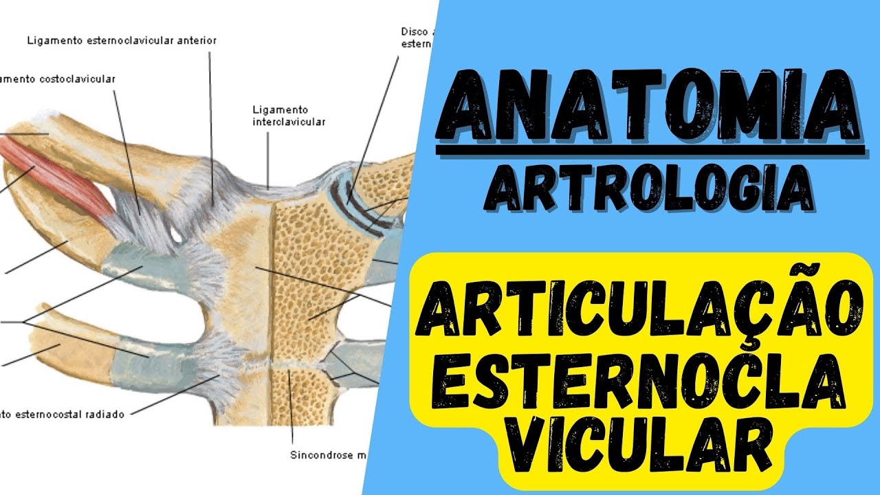 Articulação ESTERNOCLAVICULAR! Anatomia: Classificação, ligamentos e movimentos.