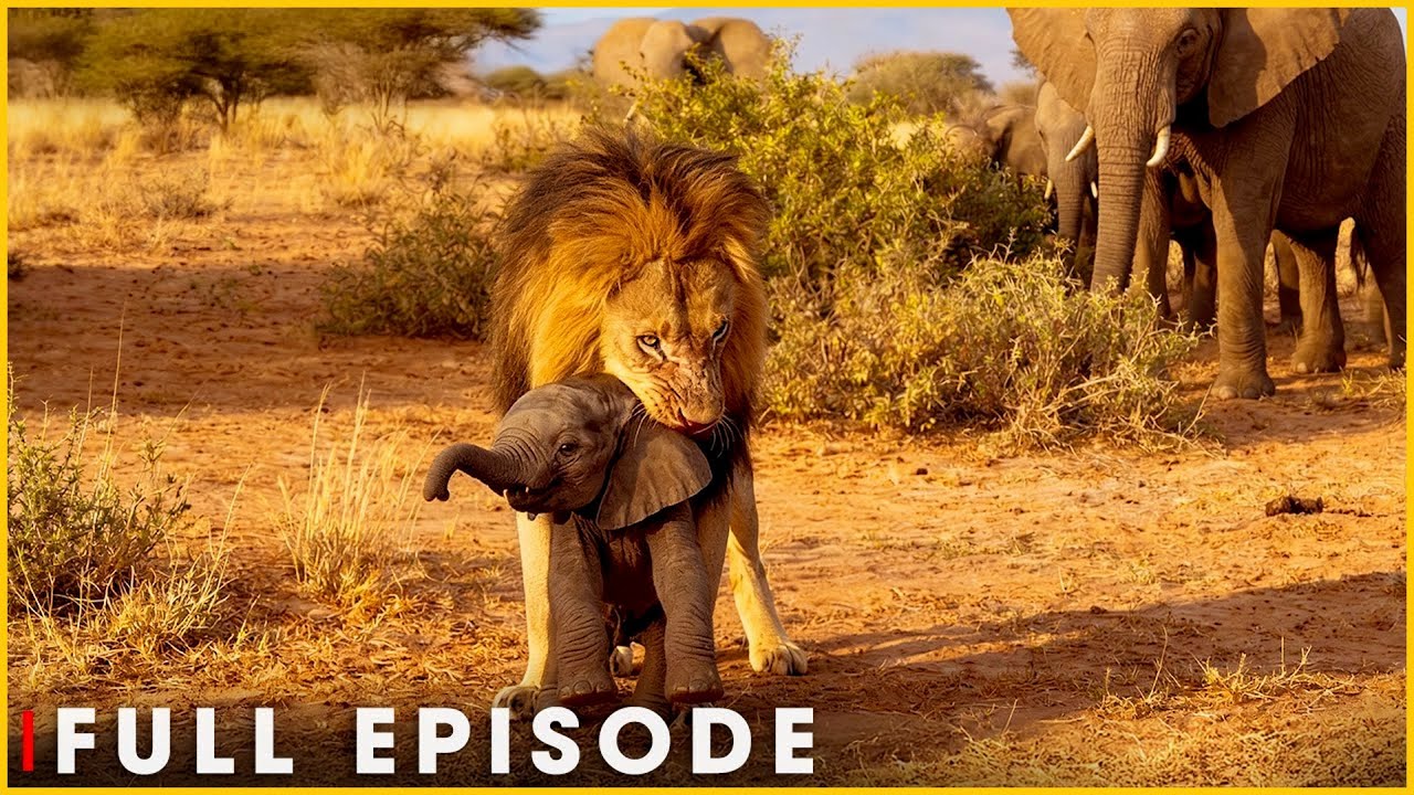 LION KING | Secrets Behind the Crown of the Wild | Nature Animal Documentary