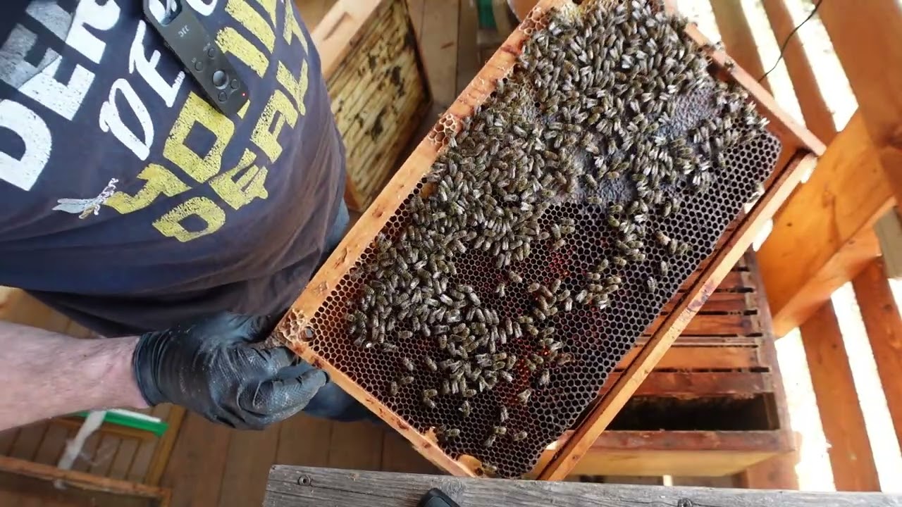 ERSTE DURCHSICHT 2026 🐝 Imkern in Dadant &ndash; jetzt wird&rsquo;s ernst!