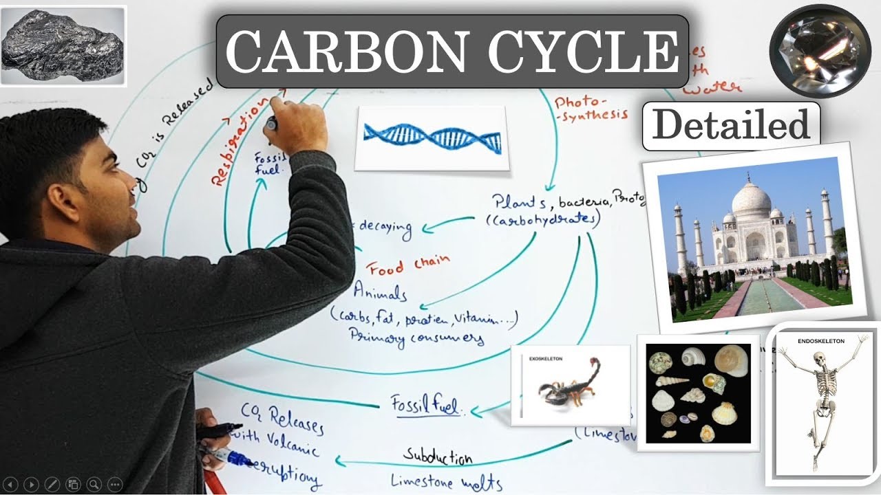 CARBON CYCLE (In Hindi) Detailed | With Diagram and Practical examples
