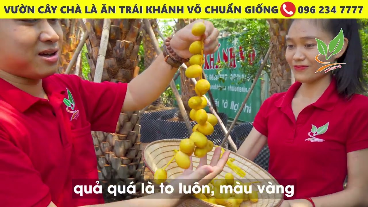 Vườn c&acirc;y Ch&agrave; L&agrave; ăn tr&aacute;i Trung Đ&ocirc;ng Kh&aacute;nh V&otilde; chuẩn giống | Gi&aacute; c&acirc;y từ 600k | 096 234 7777
