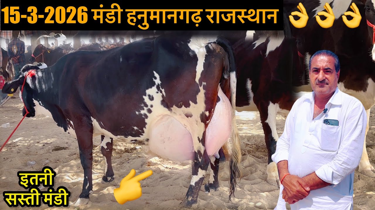15-3-2026 मंडी हनुमानगढ़ राजस्थान ॥ देशी नस्ल की गायों की मंडी 