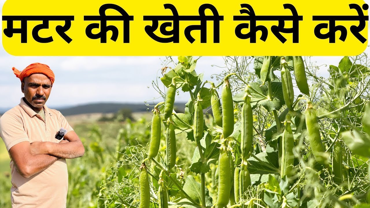 🫛🫛मटर की खेती | बुवाई, खाद, सिंचाई और उत्पादन