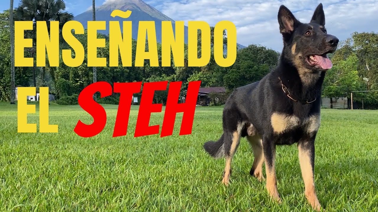 Enseñando el Steh (Parado) Sobre la Marcha en 4 Pasos