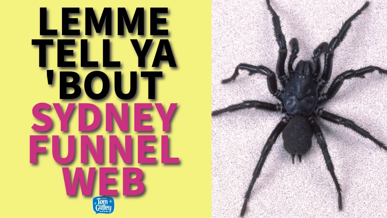 Lemme Tell Ya 'Bout The Sydney Funnel Web Spider - Deadly Facts, Myths & Survival Stories