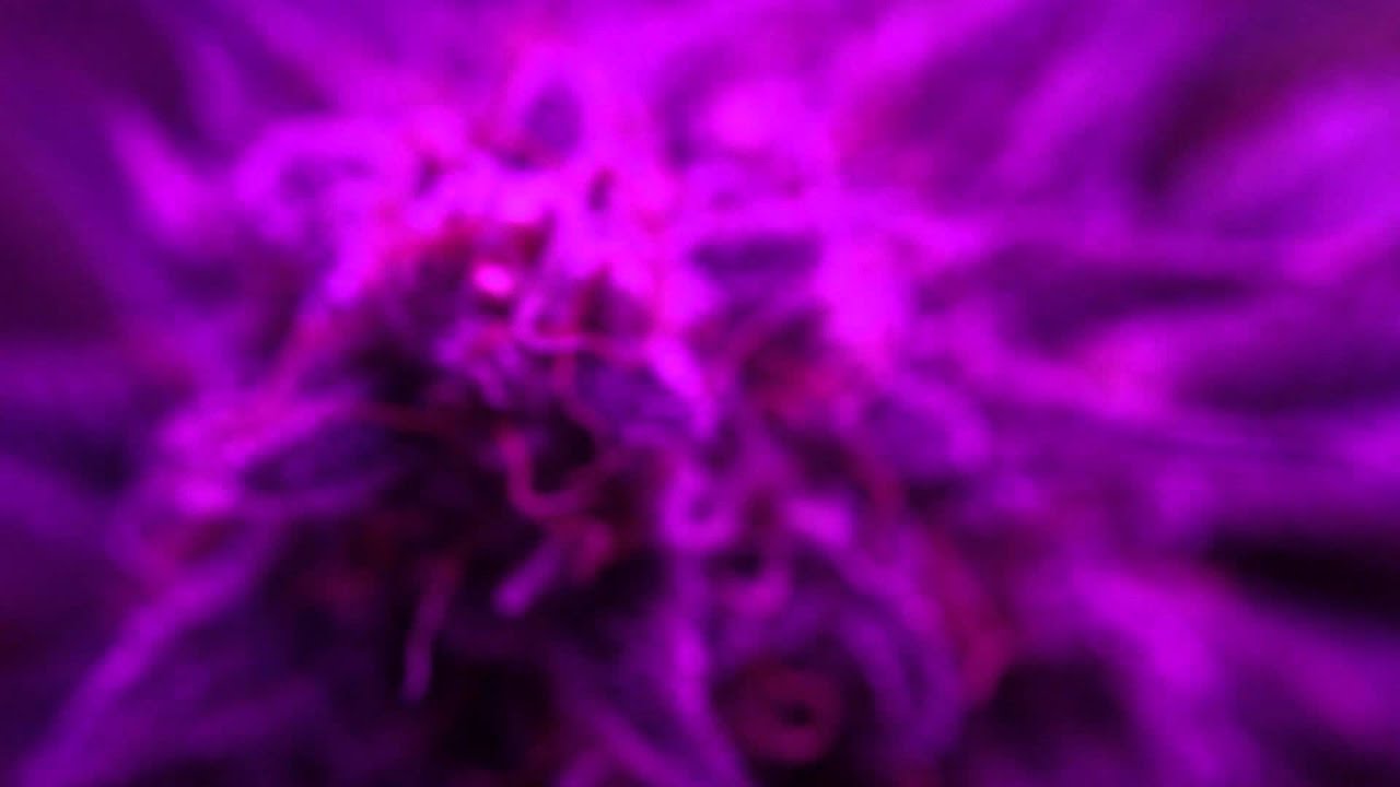 Penetrator 336x-PRO - Emerald Triangle Trinity Kush - Day 49 Flower