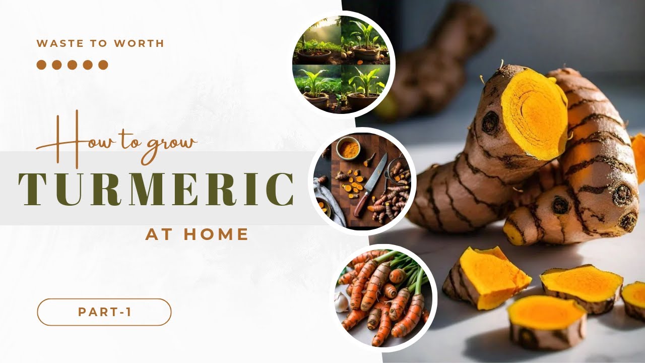 planting turmeric at home | @Bonsaiart324