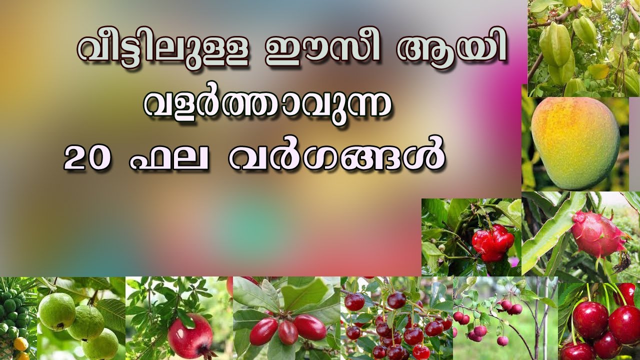 എന്‍റെ വീട്ടിലുള്ള ഈസീ ആയി വളര്‍ത്താവുന്ന 20 ഫല വര്‍ഗങ്ങള്‍