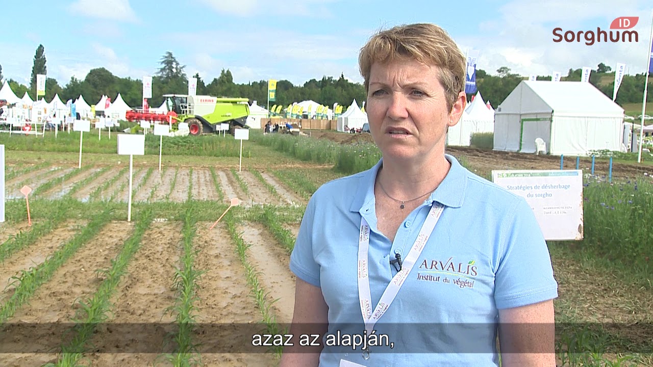 Mit tan&aacute;csol a szak&eacute;rtő, hogyan kapunk j&oacute; eredm&eacute;nyeket a gyomirt&aacute;s sor&aacute;n?