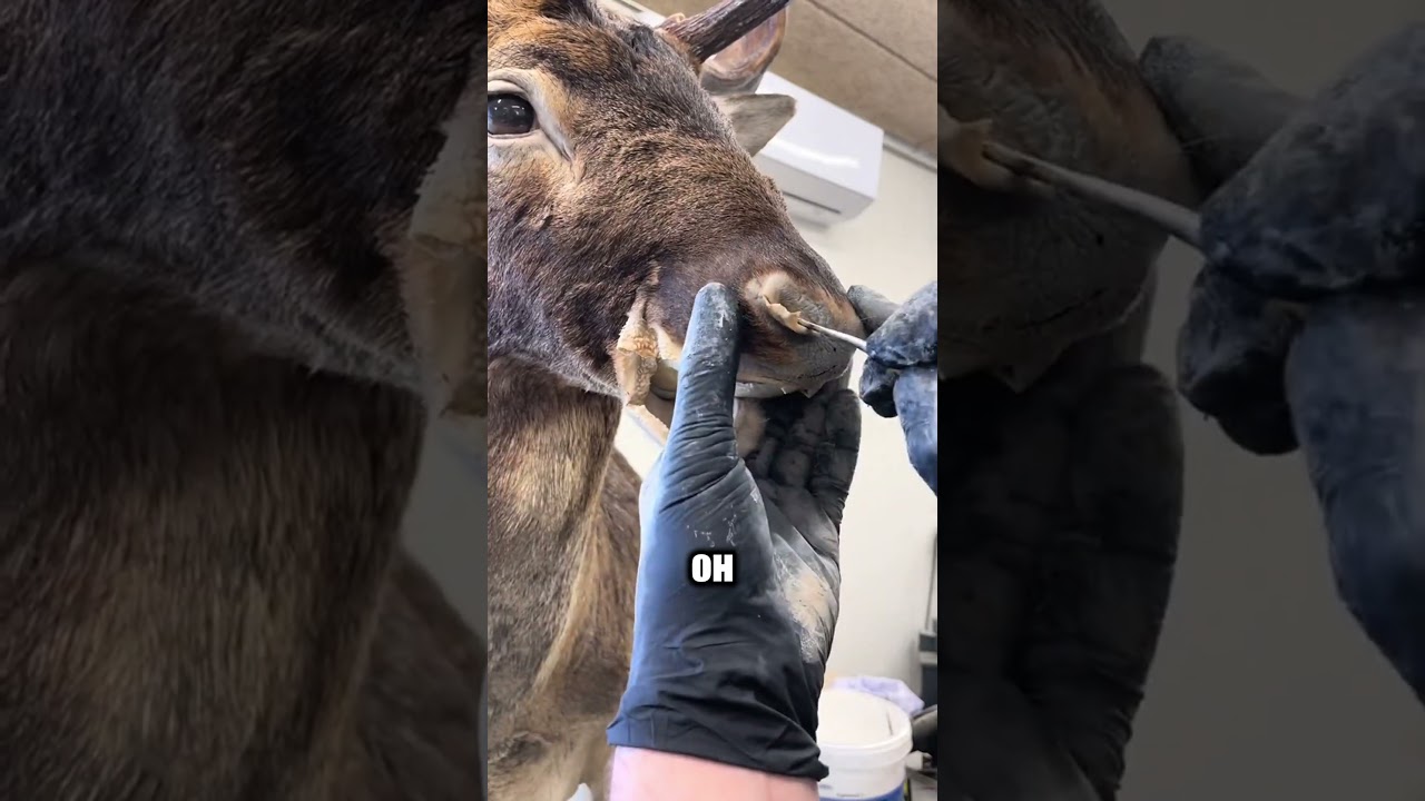 Таксидермия: Искусство превращать природу в вечность! 🦌🎨