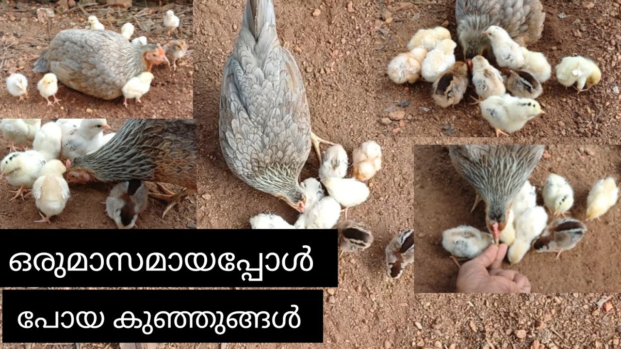 ഒരുമാസമായപ്പോൾ ഇവിടന്ന് പോയ കുഞ്ഞുങ്ങൾ 🌹