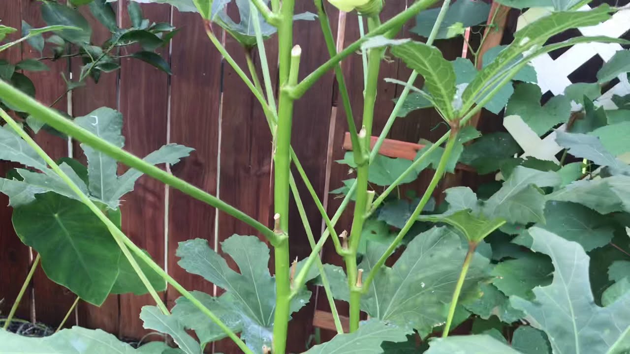 Cultivando okra desde semilla
