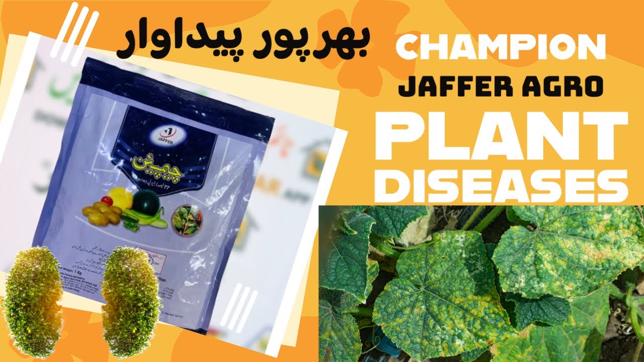 Champion Jaffer Agro Copper Hyderoxide | Best Product for all crop diseases | Kissan Ghar | fungus
