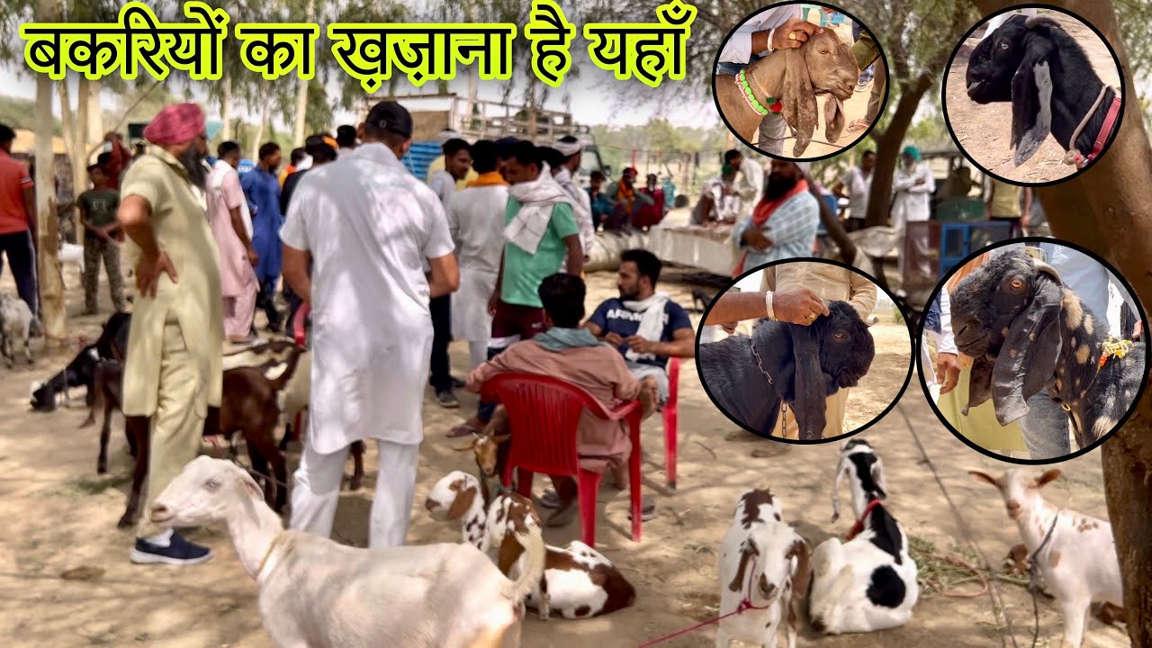 बकरियों का ख़ज़ाना है यहाँ @Farmingbabapunjab goats ka khajana hai yaha ਬੱਕਰੀਆਂ ਦਾ ਖਜਾਨਾ ਹੈ ਇੱਥੇ