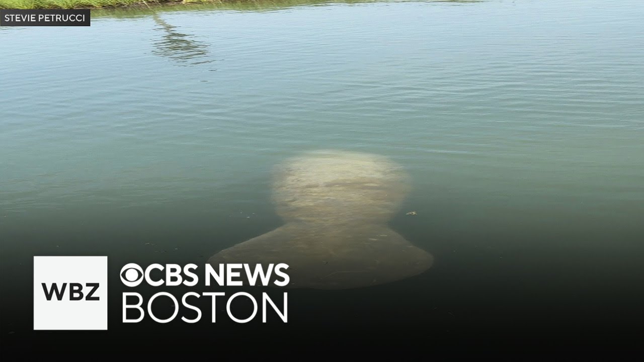 Video shows manatee on Cape Cod for first time in nearly a decade