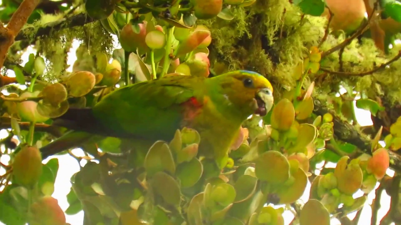 endemic, Indigo-winged Parrot, Hapalopsittaca fuertesi, Giles Fuertes&rsquo;s Parrot Bird Reserve