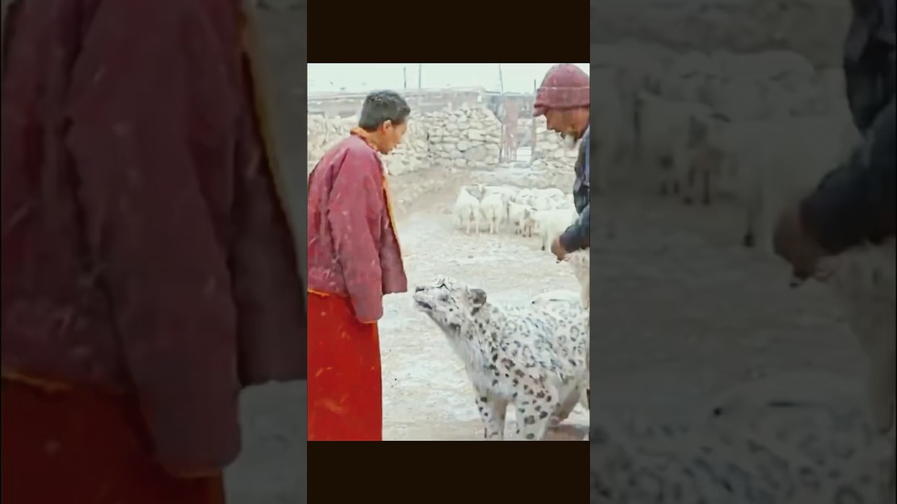 This is the power of love and compassion. A Tibetan monk with wild snow leopards #love #compassion