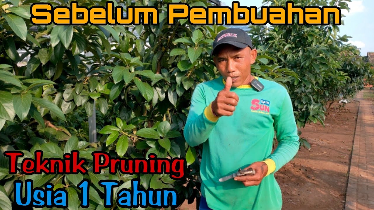 Cara Pruning Alpukat Sebelum Pembuahan Pertama Usia 1 Tahun