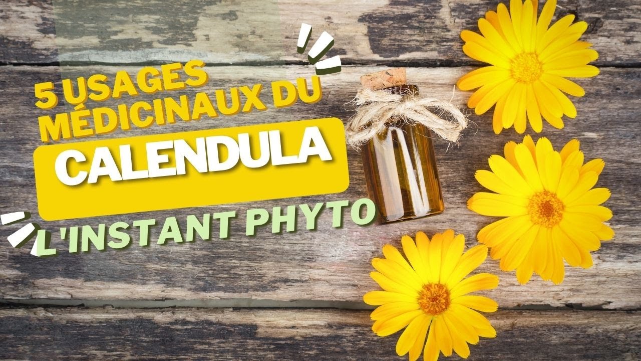5 usages médicinaux du Calendula
