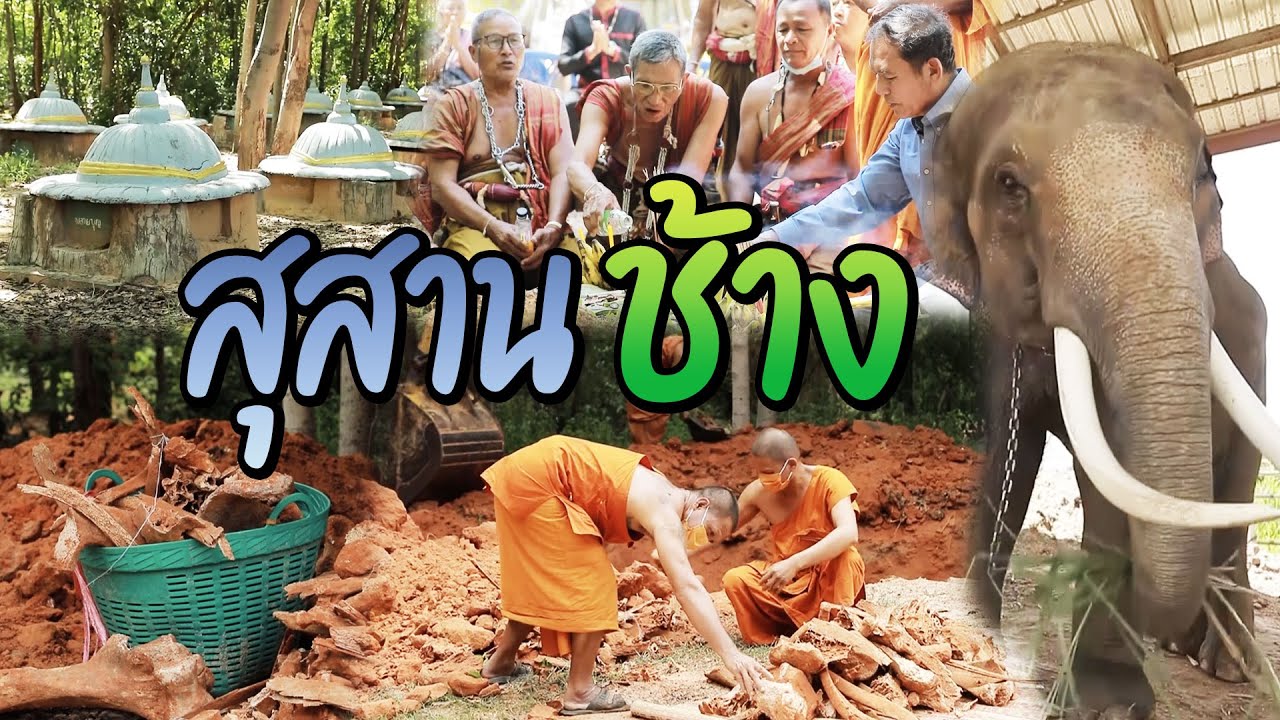 สุสานช้าง | ไทยทึ่ง WOW! THAILAND