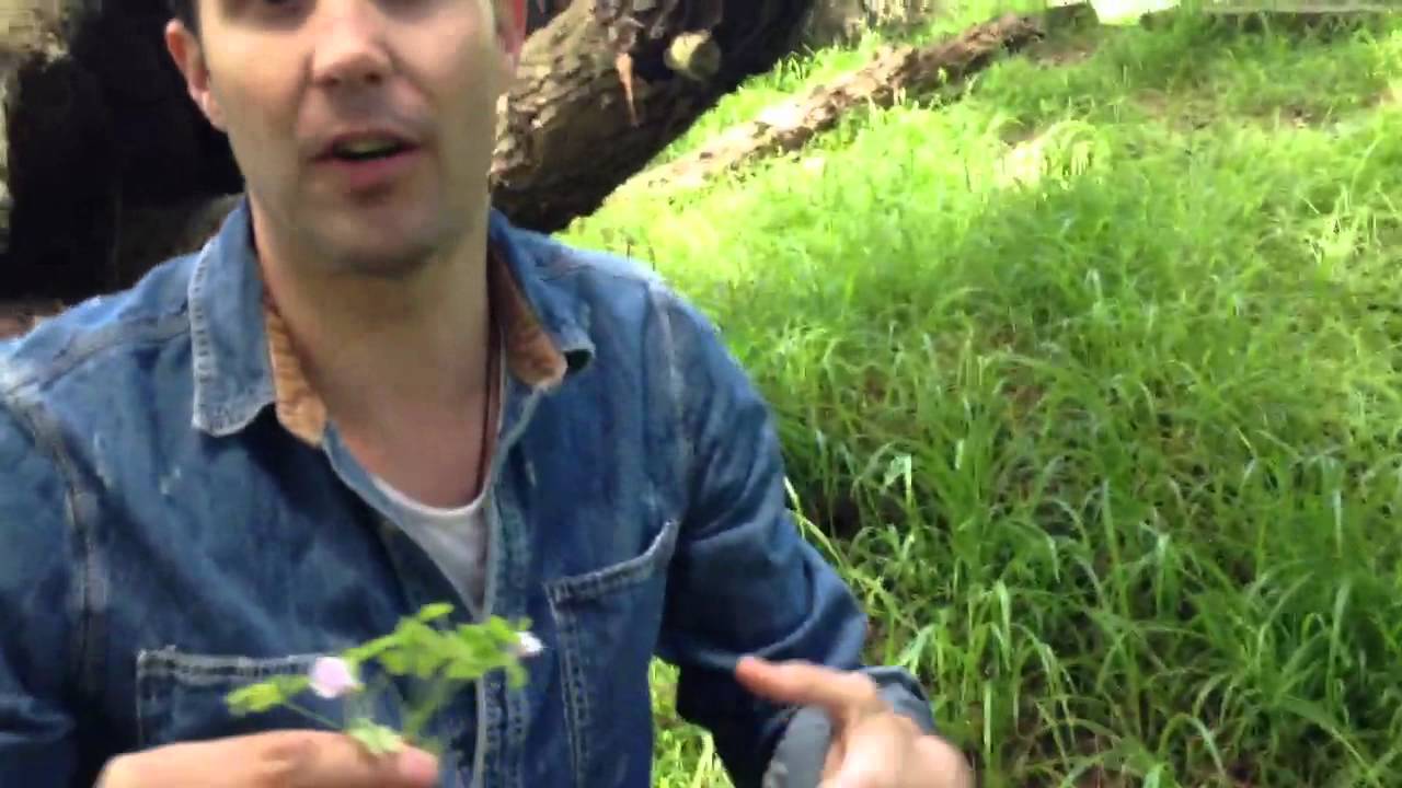 Wild Foraging, San Francisco