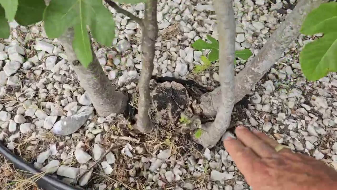 GROWING FIGS! ONE MILLION VARIABLES!