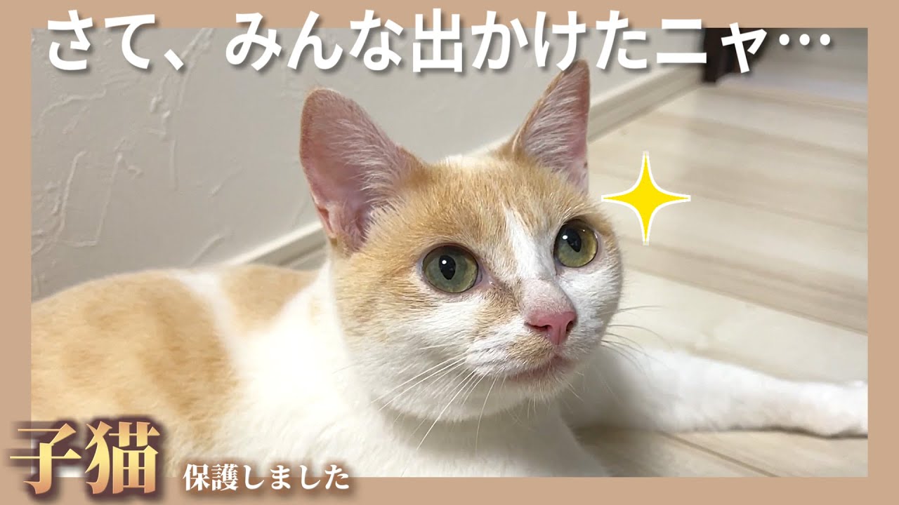 【爆笑】猫達の留守番を隠し撮りしたら面白すぎた