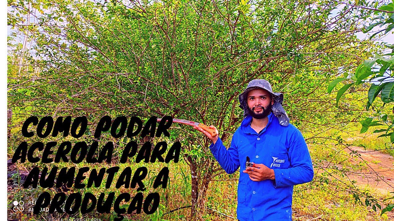 Como fazer a poda da acerola para aumentar a produção.🍒🍒😱