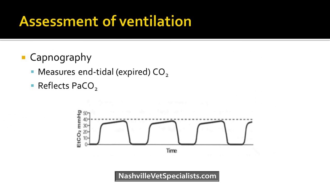 A Review of Respiratory Emergencies - Veterinary Medicine