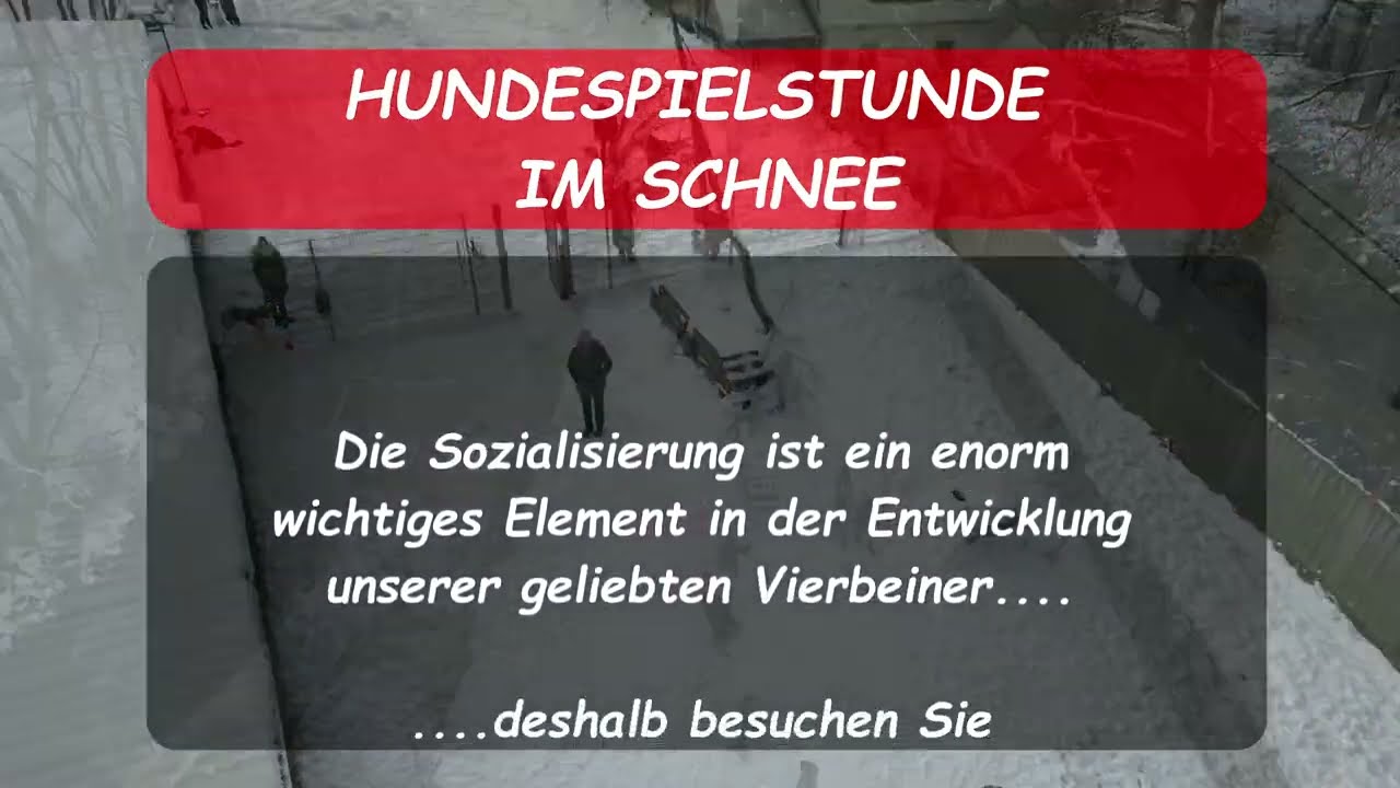 31.01.2026 HUNDESPIELSTUNDE IN DER HUNDESCHULE VOLKER KOCH