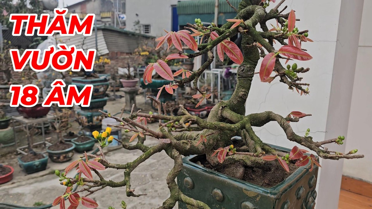 🔴 QBS25764 -  THĂM VƯỜN MAI VÀNG NGÀY 18 ĐẦU XUÂN VÀ CHIA SẺ CÁCH CHĂM SÓC MAI VÀNG #123  #maivang