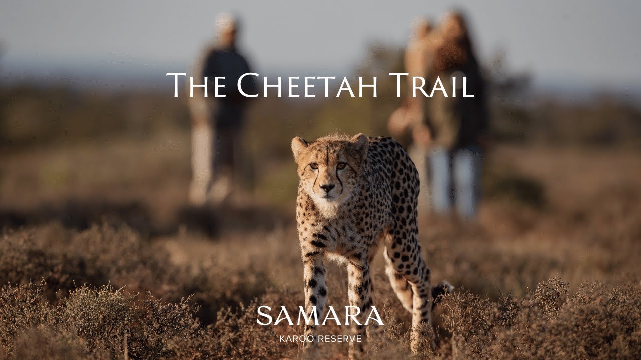 The Cheetah Trail Experience