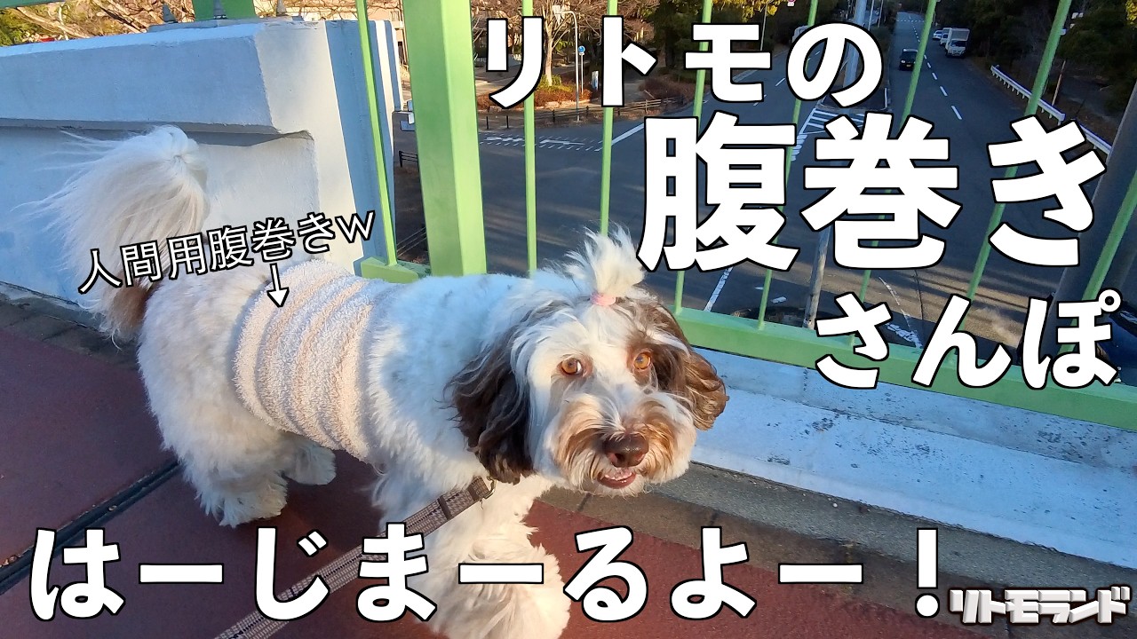みんなー！リトモの腹巻きさんぽの時間だよー！