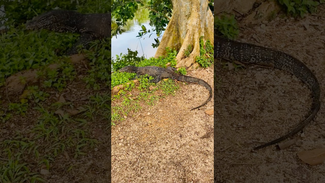 Massive Asian Water Monitor 😱 #asianwatermonitor #nature #wildlife #animals #lake #dangerous  😨