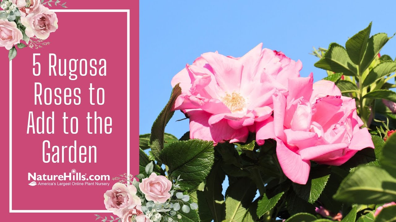 5 Rugosa Roses to Add to the Garden | NatureHills.com