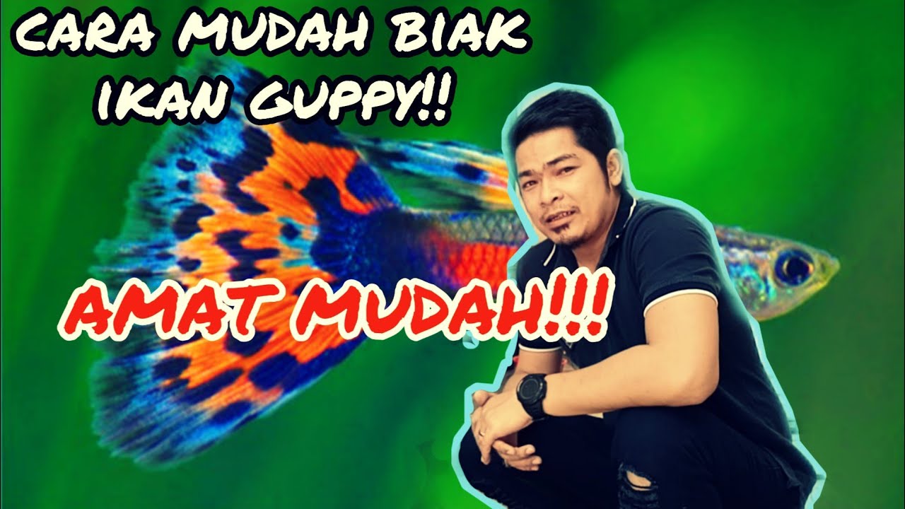 cara mudah ternak ikan guppy 100 percent berhasil