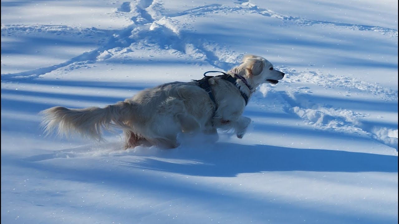 Éowyn—a Day in the Snow