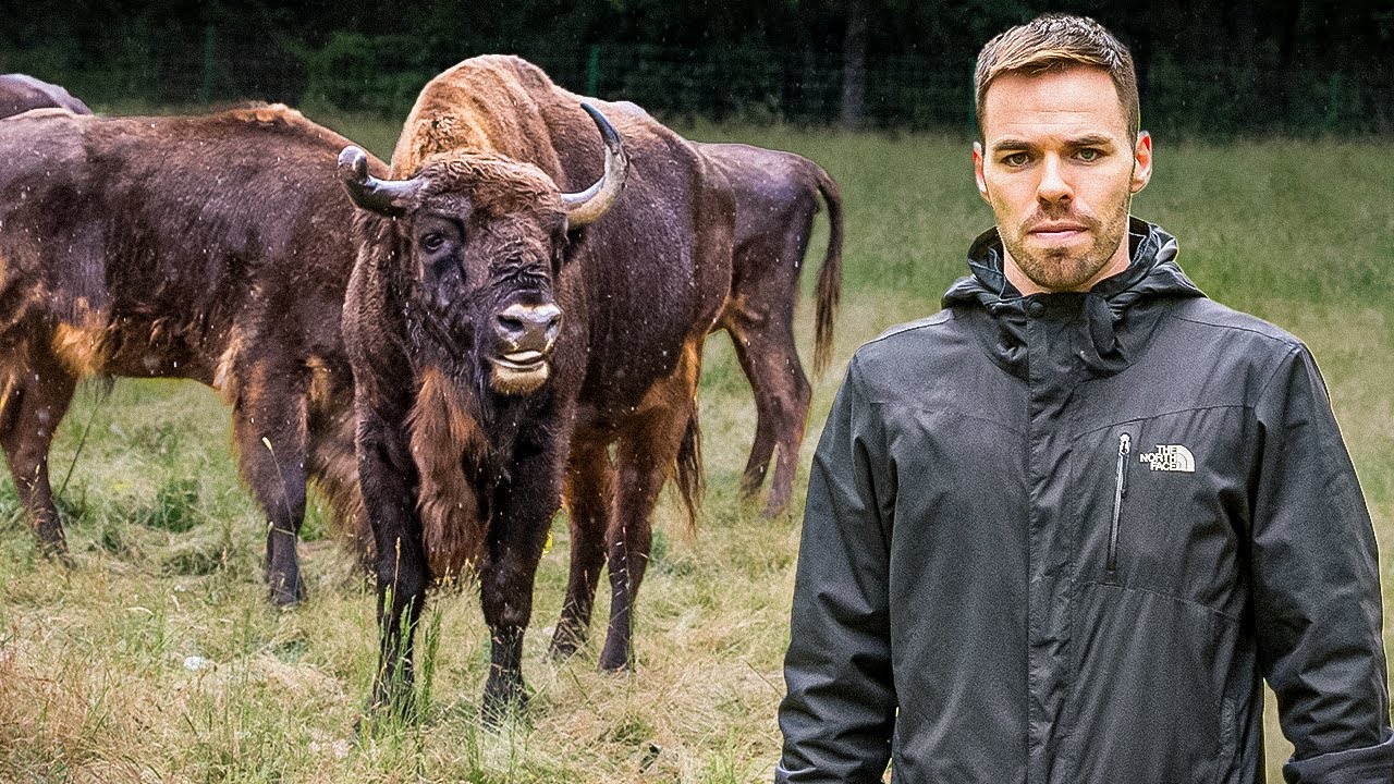 Liberé 10 bisontes SALVAJES en el mayor proyecto de Rewilding!!🦬