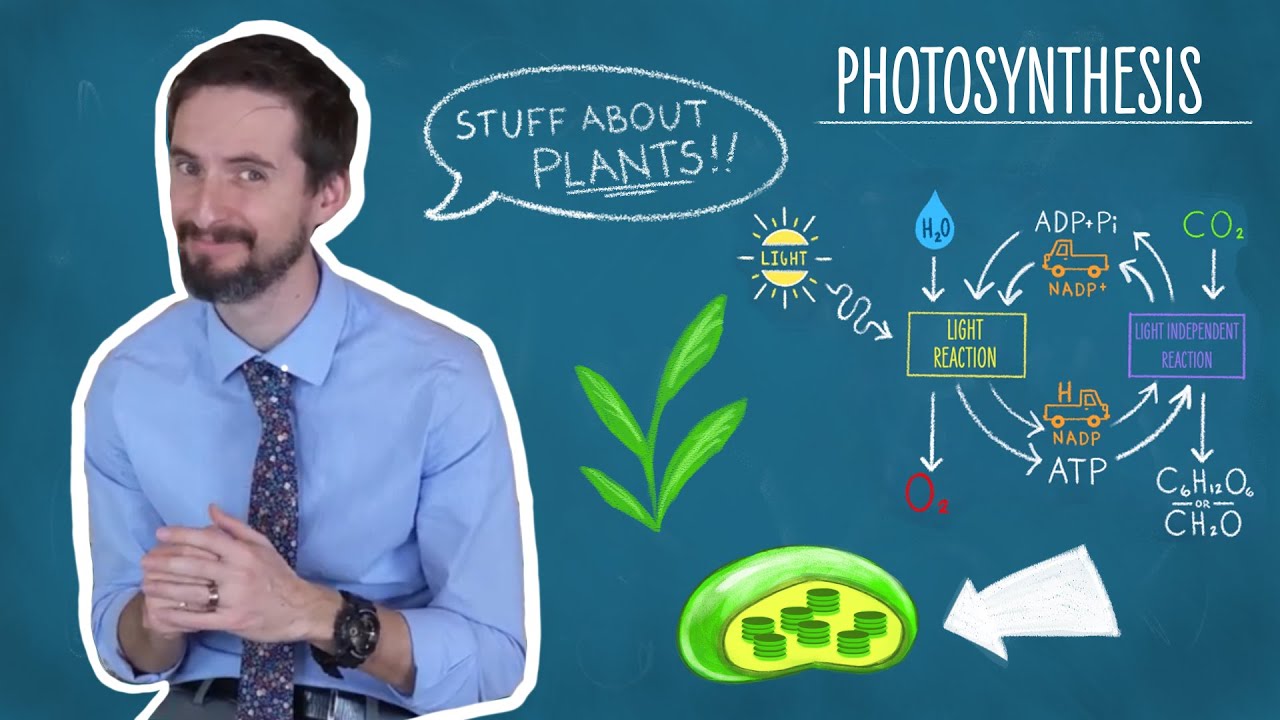 Photosynthesis Made Simple