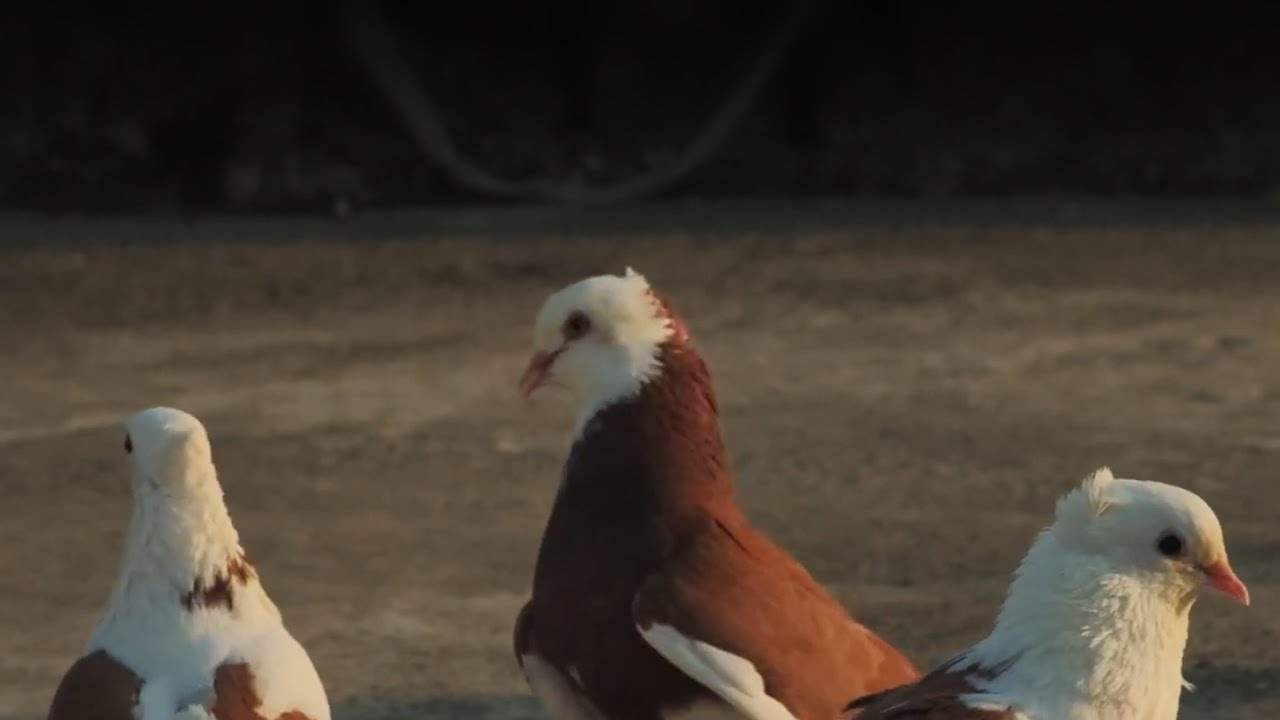 Oyun kuşu - Malatya paçalısının özellikleri ve uçuşu