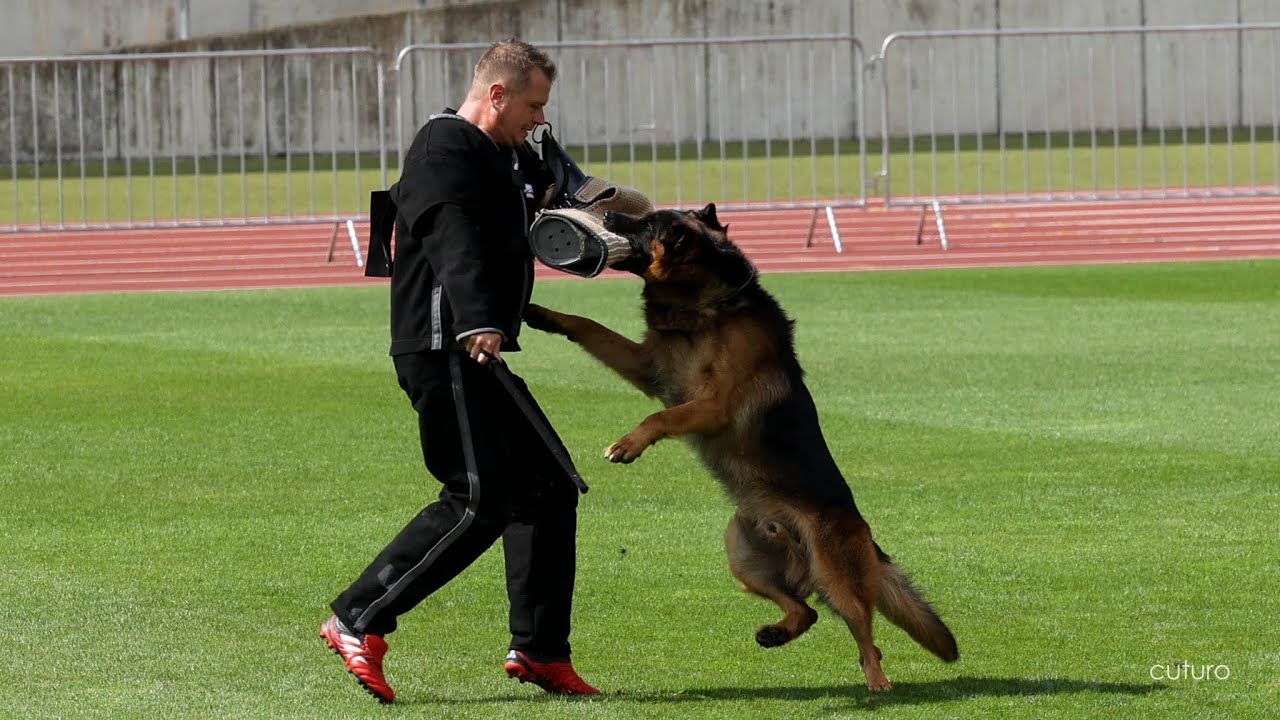 Arminius vom Gröster Steinberg - TSB BSZS 2024 | German Shepherd Bite Work - BSZS NÜRNBERG 2024