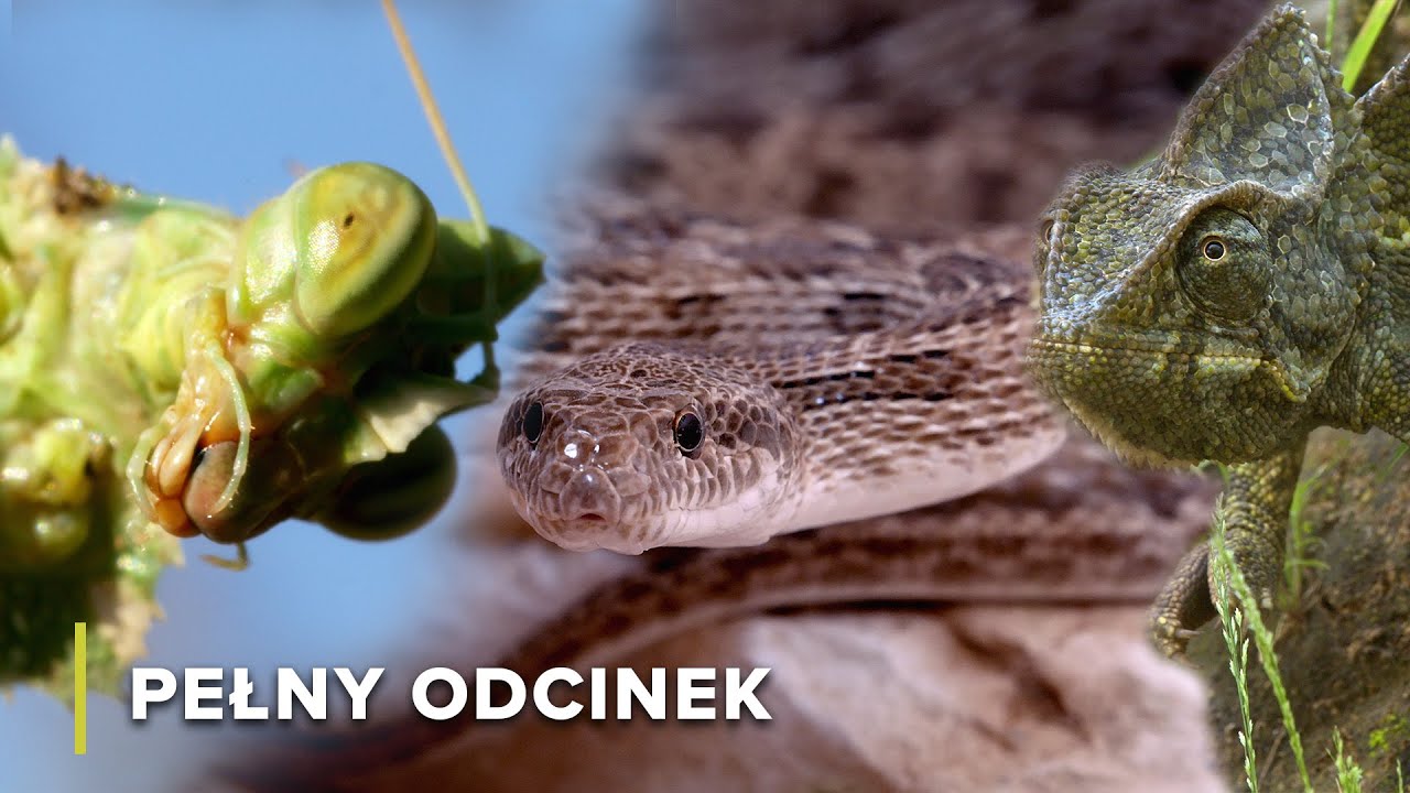 Przetrwanie w surowym klimacie pustyni: Wielbłądy, jaszczurki i inne | Arabskie piekło 101+102+103
