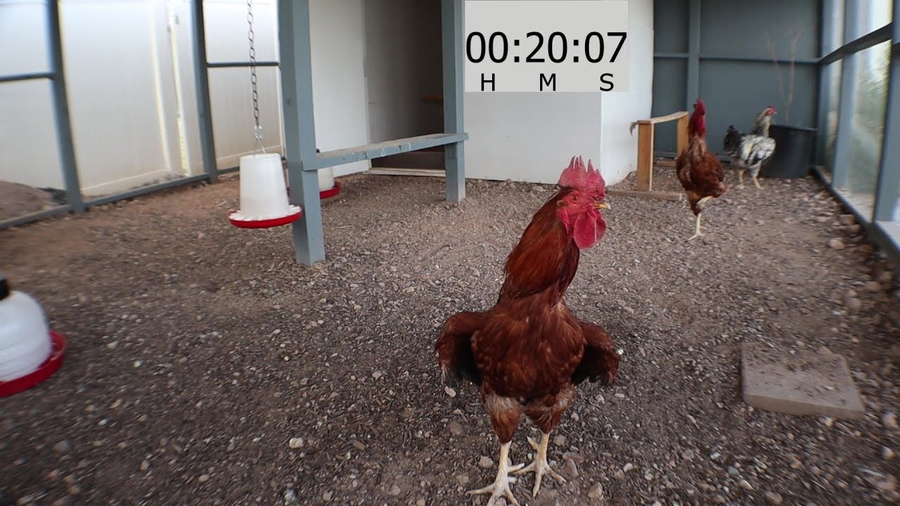 What Does A Rooster Do When We Leave?