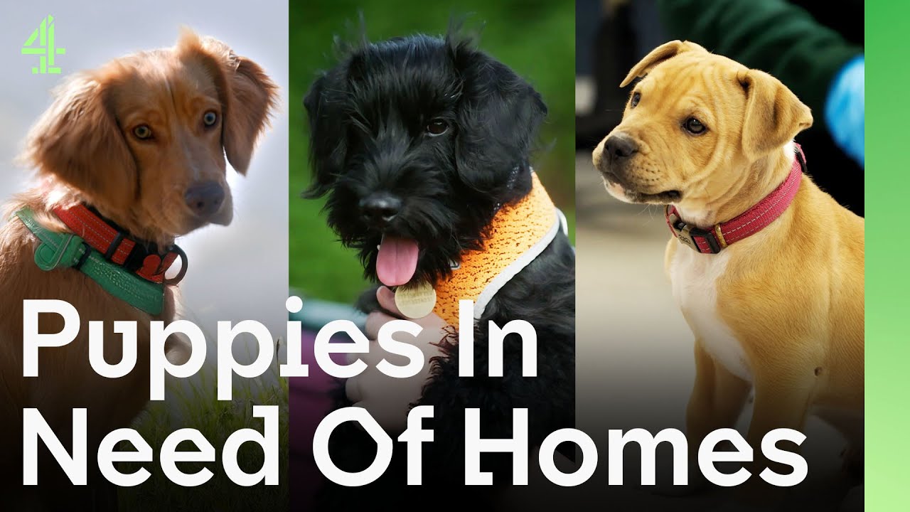 Rescue Puppies Looking for Forever Families After Being Overlooked | The Dog House 🐶 | Compilation