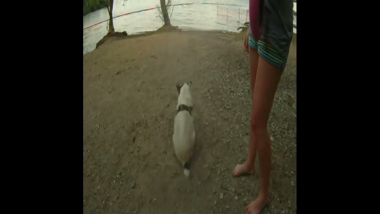 FUNNY DOG DOES THE SCOOTCH GO PAPERLESS