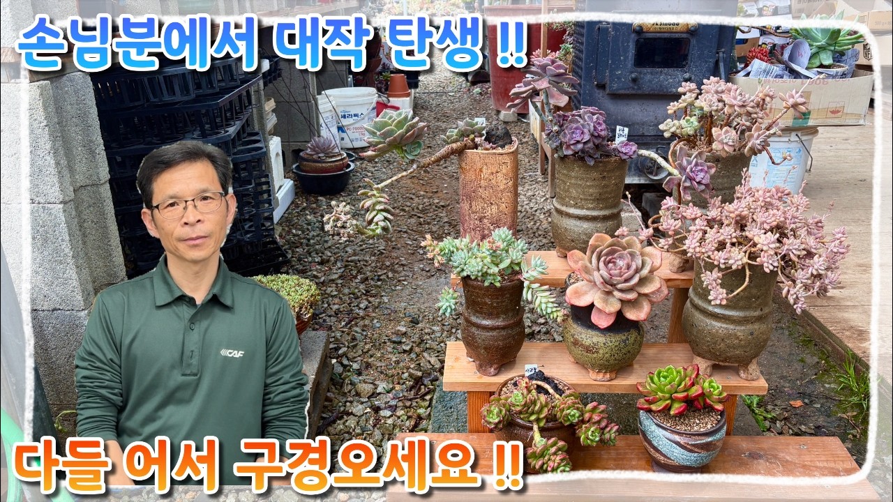 손님분 분갈이에서 엄청난 대작들의 탄생 ?! 사장님 손길만 닿으면 변하는 다육이들 구경오세요 ~!
