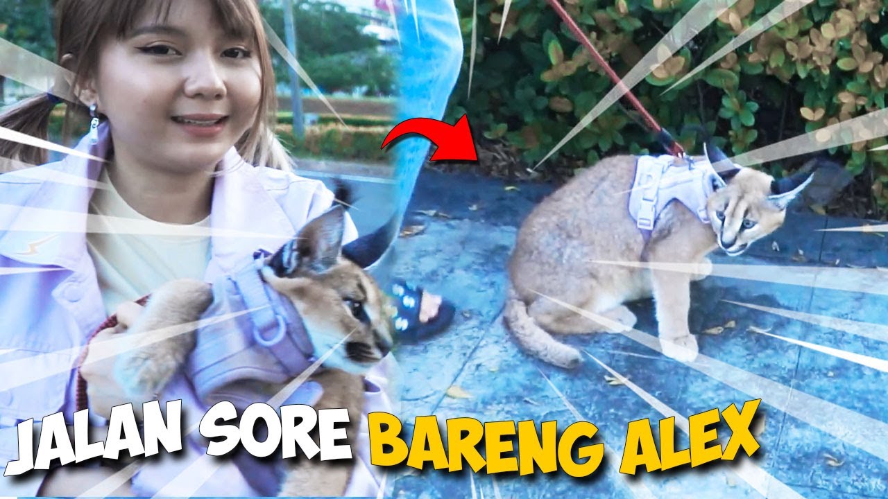 AKHIRNYA ALEX SEMBUH ! KITA AJAK ALEX JALAN-JALAN !!