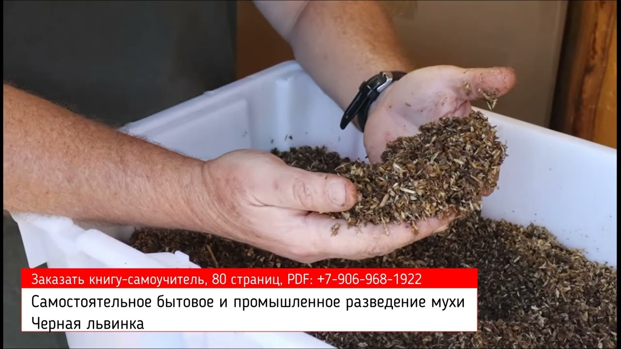 Черная львинка (муха Черный солдат) помогает американцам. Ферма с интересной теплицей