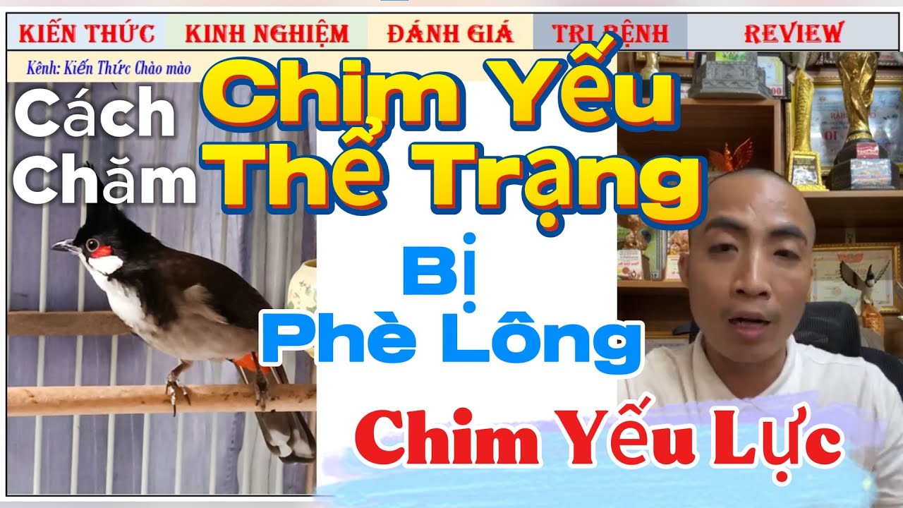 Nguyên nhân và cách khắc phục Chim bị Phè Lông, Yếu Thể Trạng, Chim Thả Lực