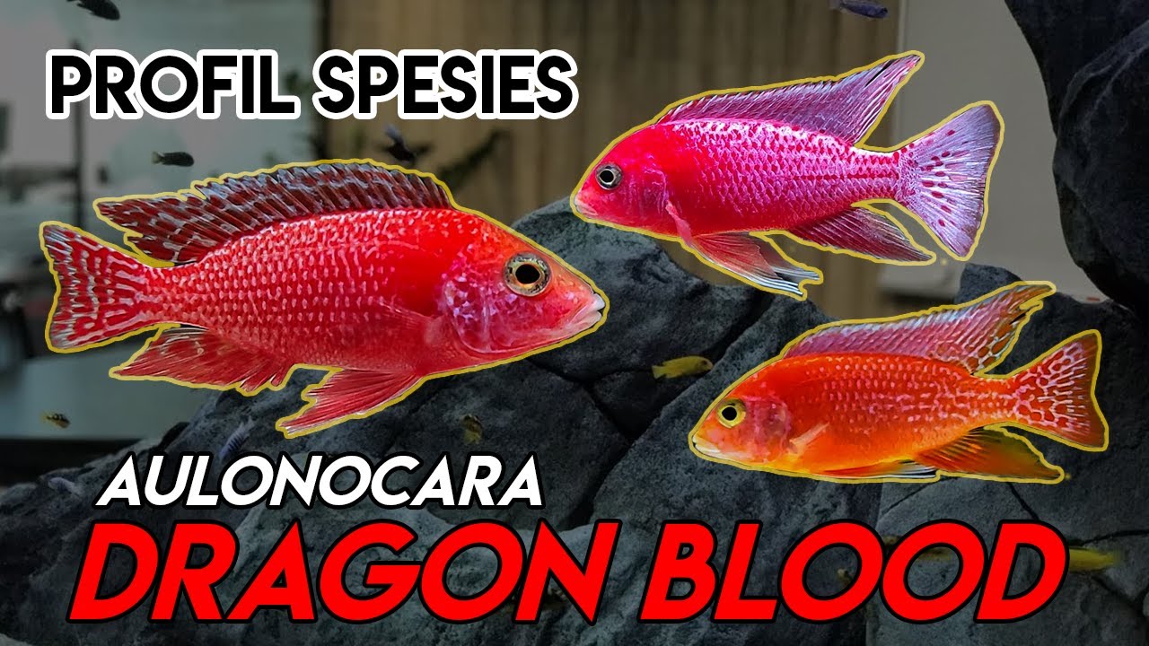 PROFILE SPESIES #2 - Dragon Blood Peacock | AFRICAN CICHLID